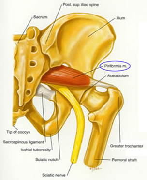 pelvis nerves